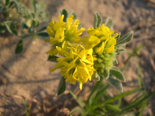 Leguminosa di spiaggia - Medicago marina